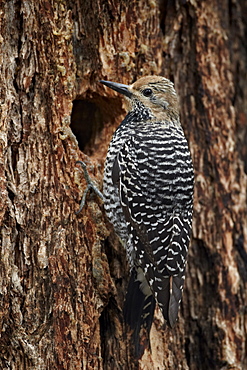 Female Williamson's sapsucker (Sphyrapicus thyroideus) at its nest hole, Yellowstone National Park, Wyoming, United States of America, North America