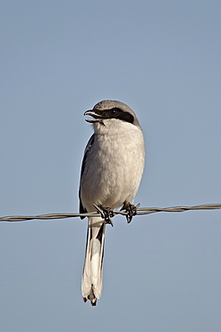 Loggerhead shrike (Lanius ludovicianus), Pawnee National Grassland, Colorado, United States of America, North America