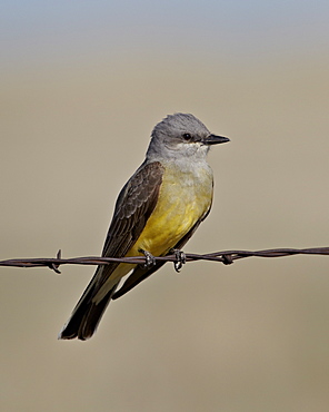 Western kingbird (Tyrannus verticalis), Pawnee National Grassland, Colorado, United States of America, North America