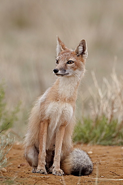 Swift fox (Vulpes velox), Pawnee National Grassland, Colorado, United States of America, North America