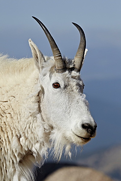 Mountain goat (Oreamnos americanus) nanny, Mount Evans, Arapaho-Roosevelt National Forest, Colorado, United States of America, North America