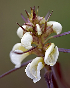 Sickletop lousewort (Pedicularis racemosa), Gunnison National Forest, Colorado, United States of America, North America