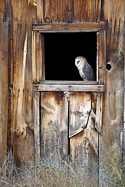 Captive barn owl (Tyto alba) in barn window, Boulder County, Colorado, United States of America, North America