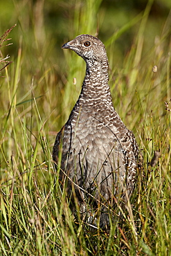 Dusky grouse (blue grouse) (Dendragapus obscurus) hen, Glacier National Park, Montana, United States of America, North America