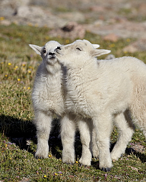 Two mountain goat (Oreamnos americanus) kids playing, Mount Evans, Arapaho-Roosevelt National Forest, Colorado, United States of America, North America