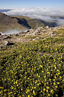 Alpine avens (Acomastylis rossii turbinata) above the clouds, Mount Evans, Arapaho-Roosevelt National Forest, Colorado, United States of America, North America