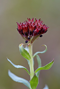 Roseroot (king's crown) (Sedum rosea), Gunnison National Forest, Colorado, United States of America, North America