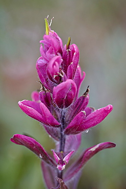 Rosy pintbrush (Castilleja rhexifolia), Gunnison National Forest, Colorado, United States of America, North America