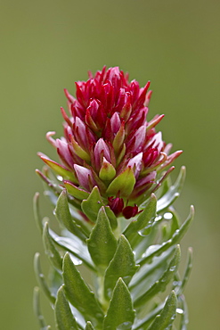 Queen's crown (rose crown) (redpod stonecrop) (Clementsia rhodantha) (Sedum rhodanthum) (Rhodiola rhodantha), San Juan National Forest, Colorado, United States of America, North America