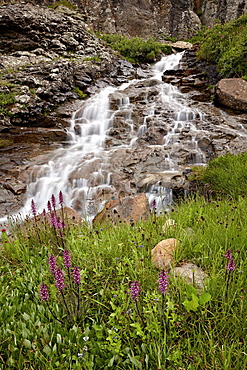 Cascades and elephant heads (little red elephants) (Pedicularis groenlandica), San Juan National Forest, Colorado, United States of America, North America