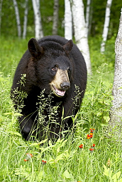 Captive black bear (Ursus americanus), Sandstone, Minnesota, United States of America, North America