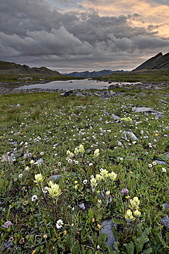 Orange clouds at sunrise with sulphur paintbrush (Castilleja sulphurea) and cutleaf daisy (dwarf mountain fleabane) (gold buttons) (Erigeron compositus), San Juan National Forest, Colorado, United States of America, North America