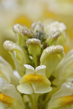 Butter-and-eggs (common toadflax) (yellow toadflax) (Linaria vulgaris), San Juan National Forest, Colorado, United States of America, North America