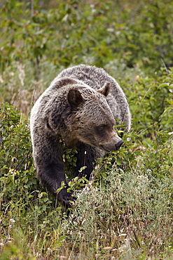 Grizzly bear (Ursus arctos horribilis) eating berries, Glacier National Park, Montana, United States of America, North America