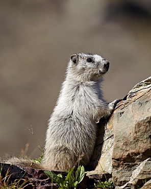 Hoary marmot (Marmota caligata), Glacier National Park, Montana, United States of America, North America