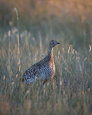 Sharp-tailed grouse (Tympanuchus phasianellus, previously Tetrao phasianellus), Custer State Park, South Dakota, United States of America, North America