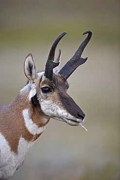 Pronghorn (Antilocapra americana) buck, Custer State Park, South Dakota, United States of America, North America