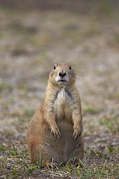 Black-tailed prairie dog (blacktail prairie dog) (Cynomys ludovicianus), Custer State Park, South Dakota, United States of America, North America