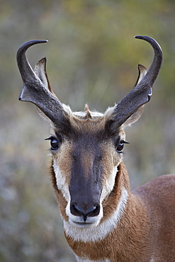 Pronghorn (Antilocapra americana) buck, Custer State Park, South Dakota, United States of America, North America