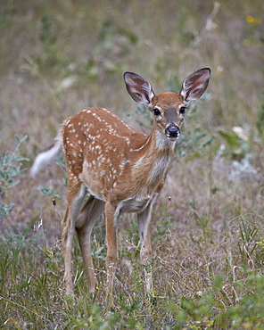 White-tailed deer (whitetail deer) (Virginia deer) (Odocoileus virginianus) fawn, Custer State Park, South Dakota, United States of America, North America