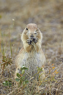 Black-tailed prairie dog (blacktail prairie dog) (Cynomys ludovicianus) eating, Custer State Park, South Dakota, United States of America, North America