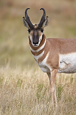 Pronghorn (Antilocapra americana) buck, Custer State Park, South Dakota, United States of America, North America