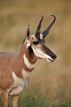 Pronghorn (Antilocapra americana) buck, Custer State Park, South Dakota, United States of America, North America