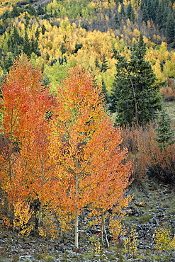 Orange aspens in the fall, San Juan National Forest, Colorado, United States of America, North America