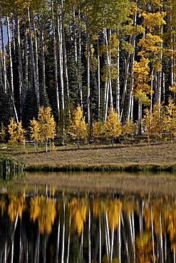 Yellow aspens among evergreens in the fall reflected in a lake, Uncompahgre National Forest, Colorado, United States of America, North America