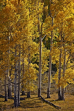 Yellow aspens in the fall, San Miguel County, San Juan Mountains, Colorado, United States of America, North America