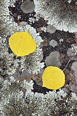 Yellow aspen leaves on a lichen-covered rock in the fall, Uncompahgre National Forest, Colorado, United States of America, North America