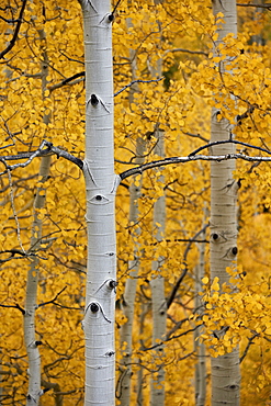 Aspen trunks among yellow leaves, Uncompahgre National Forest, Colorado, United States of America, North America