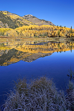 Yellow aspen trees reflected in Priest Lake in the fall, San Juan National Forest, Colorado, United States of America, North America