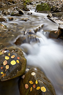 Cascades on the Big Bear Creek in the fall, San Miguel County, Colorado, United States of America, North America