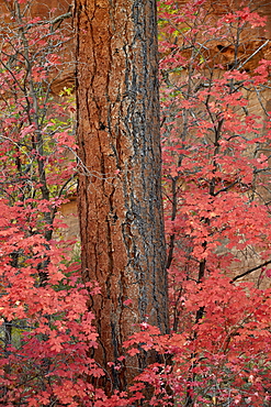 Red leaves on a bigtooth maple (Acer grandidentatum) surround a Ponderosa pine trunk in the fall, Zion National Park, Utah, United States of America, North America