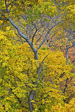 Box elder (boxelder maple) (maple ash) (Acer negundo) with yellow leaves in the fall, Zion National Park, Utah, United States of America, North America