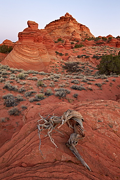 Red sandstone Coyote Buttes at dawn, Coyote Buttes Wilderness, Vermillion Cliffs National Monument, Arizona, United States of America, North America