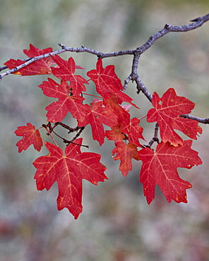 Red leaves on a big tooth maple branch in the fall, Zion National Park, Utah, United States of America, North America 