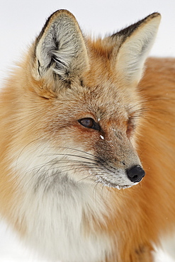 Red fox (Vulpes vulpes) in the snow, Grand Teton National Park, Wyoming, United States of America, North America 