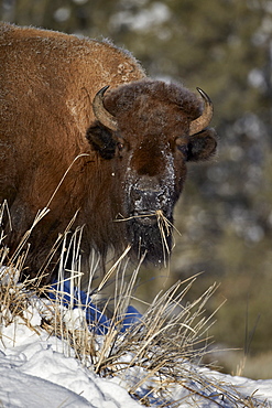 Bison (Bison bison) cow eating in the winter, Yellowstone National Park, Wyoming, United States of America, North America 