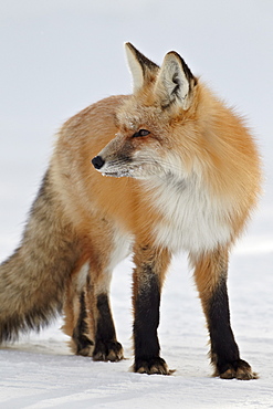 Red fox (Vulpes vulpes) in the snow, Grand Teton National Park, Wyoming, United States of America, North America 