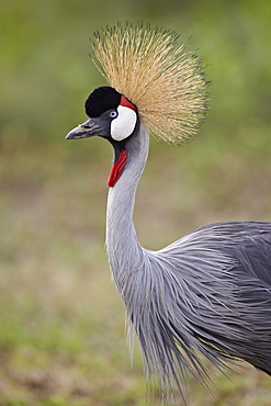 Grey crowned crane (Southern crowned crane) (Balearica regulorum), Serengeti National Park, Tanzania, East Africa, Africa 