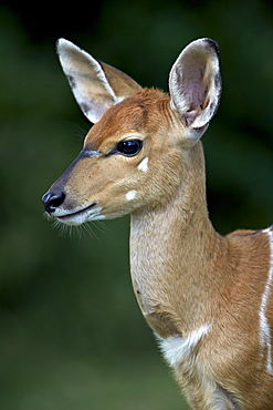 Young nyala (Tragelaphus angasii), Hluhluwe Game Reserve, South Africa, Africa