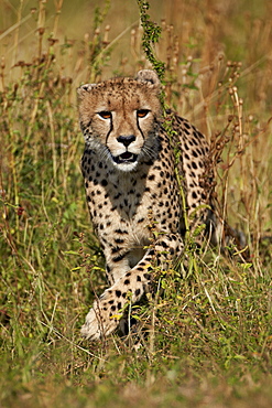 Cheetah (Acinonyx jubatus), Kruger National Park, South Africa, Africa