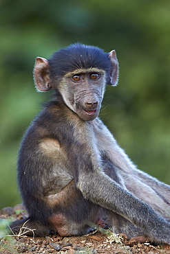 Infant Chacma baboon (Papio ursinus), Kruger National Park, South Africa, Africa