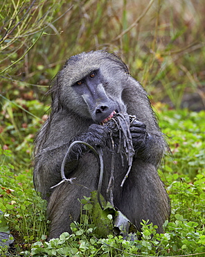 Adult male Chacma baboon (Papio ursinus) eating a water lily tuber, Kruger National Park, South Africa, Africa