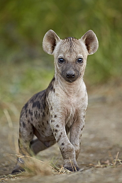 Spotted hyena (spotted hyaena) (Crocuta crocuta) cub, Kruger National Park, South Africa, Africa 