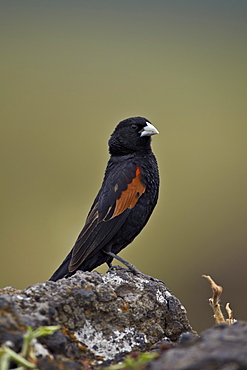 Fan-tailed widowbird (red-shouldered widowbird) (Euplectes axillaris), Ngorongoro Crater, Tanzania, East Africa, Africa 