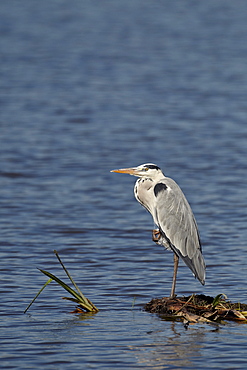 Gray heron (grey heron) (Ardea cinerea), Ngorongoro Crater, Tanzania, East Africa, Africa 