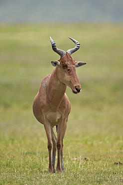 Coke's hartebeest (Alcelaphus buselaphus cokii), Ngorongoro Crater, Tanzania, East Africa, Africa 